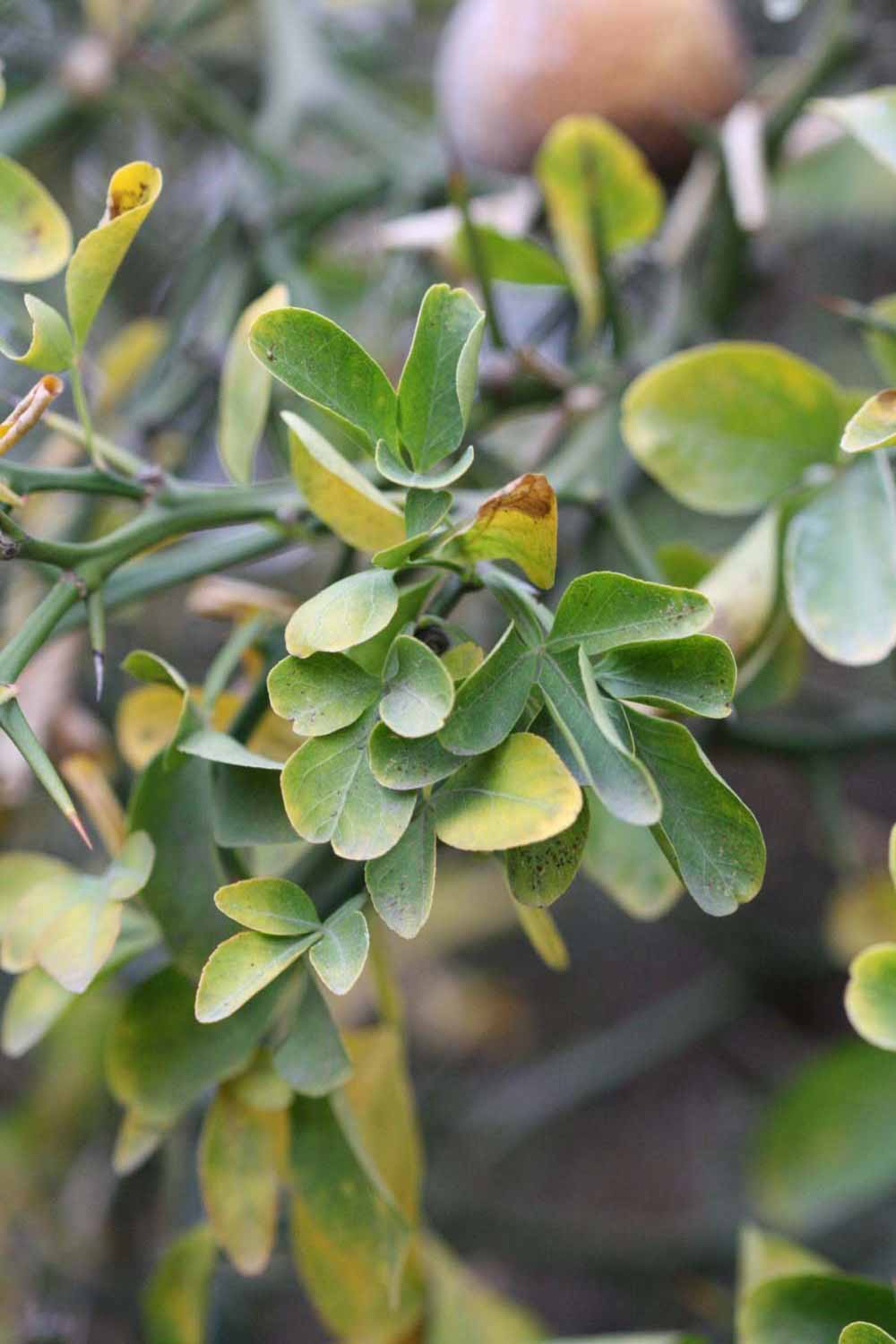            Sun leaves (Riverside, CA)   